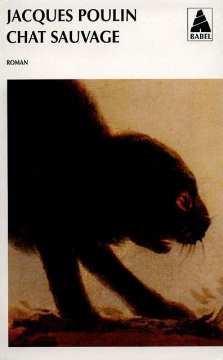Chat sauvage Chat sauvage