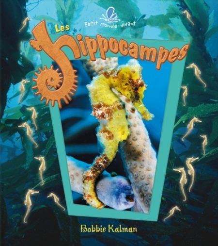 Les hippocampes Les hippocampes