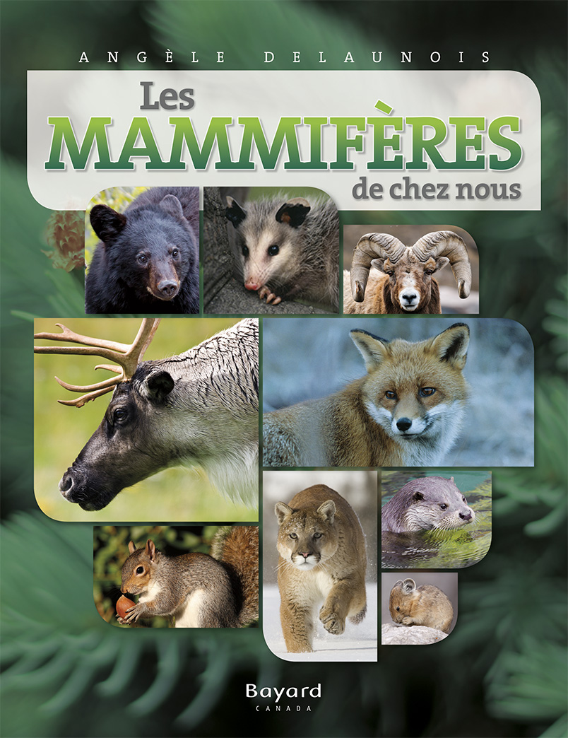 Les mammifères de chez nous Les mammifères de chez nous