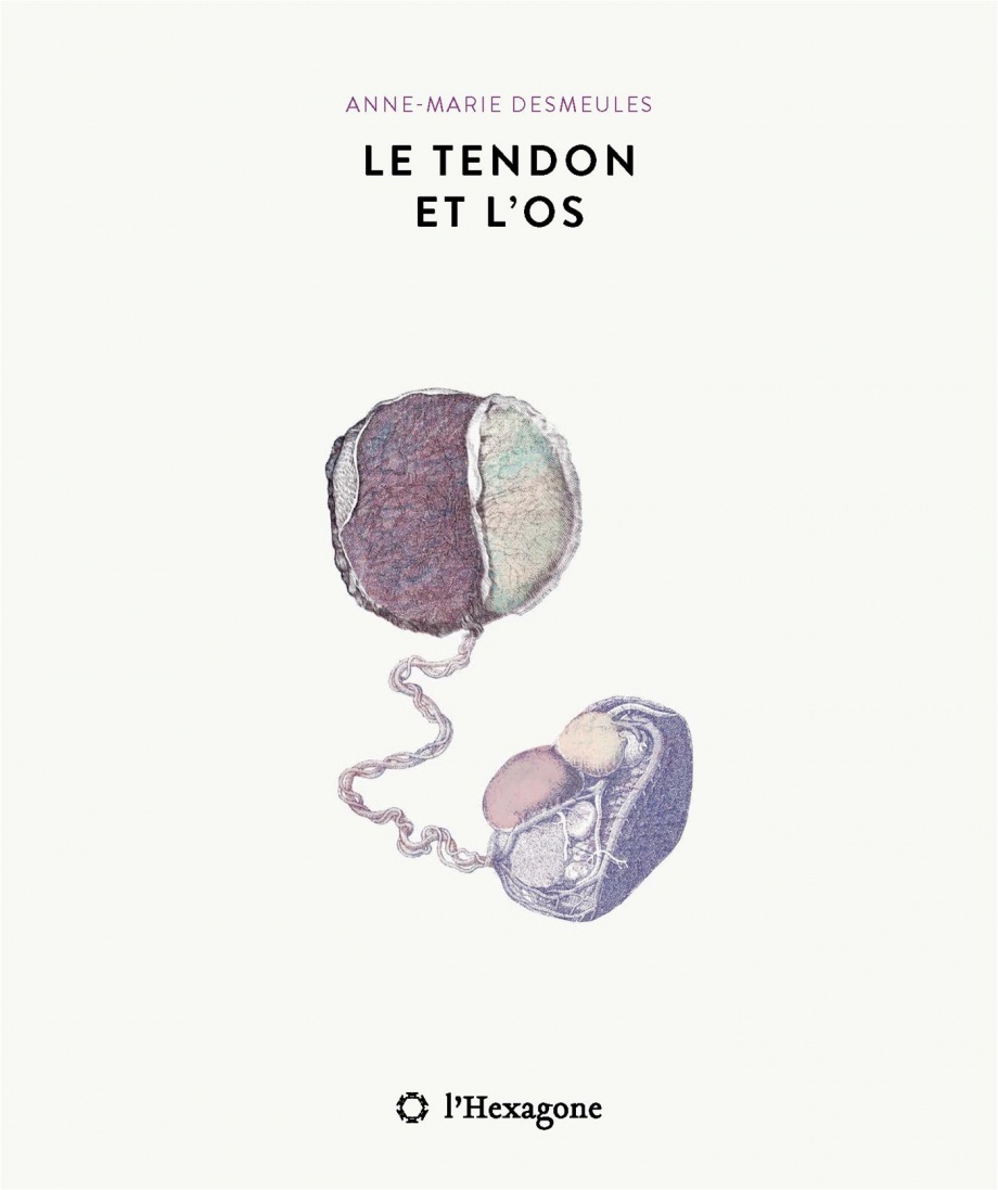 Le tendon et l'os Le tendon et l'os